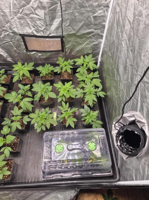 Purple stardawg and mendo breath. Week 4