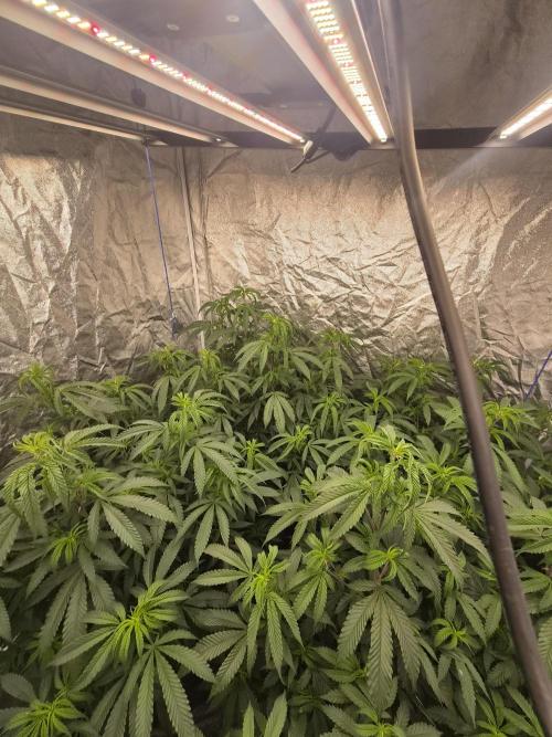 Blue sunset sherbet running for cuttings. Week 8