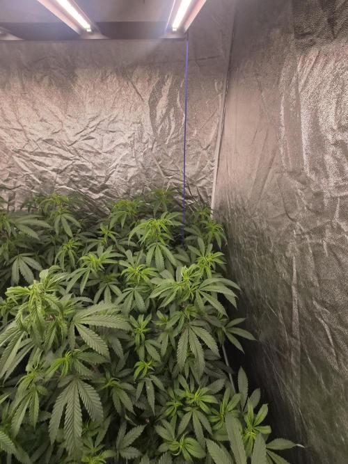 Blue sunset sherbet running for cuttings. Week 8