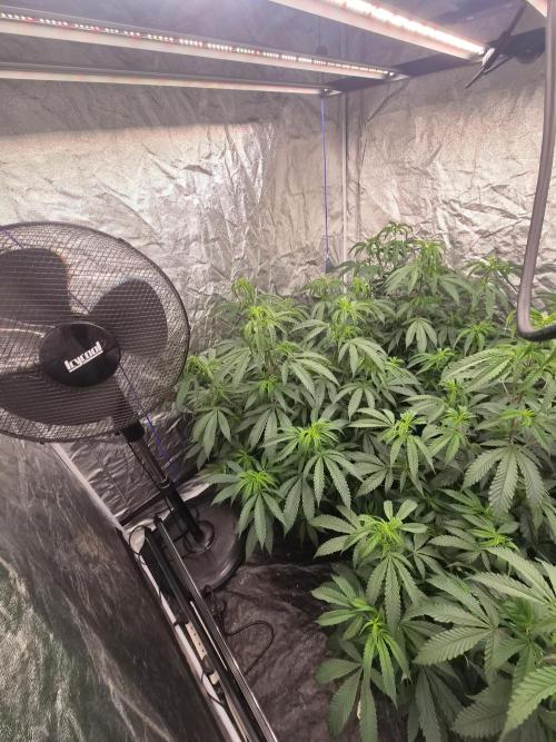 Blue sunset sherbet running for cuttings. Week 8