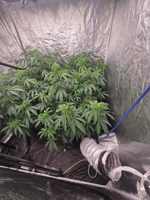 Blue sunset sherbet running for cuttings. Week 8