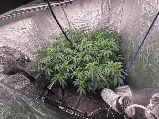Blue sunset sherbet running for cuttings. Week 8