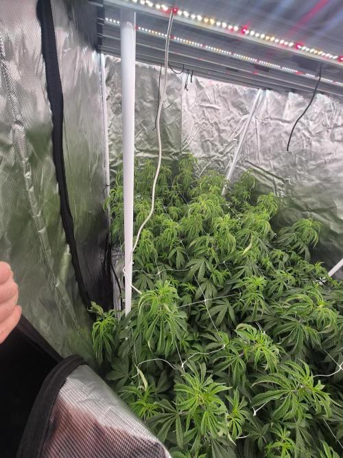 Blue sunset sherbet cuttings. Week 8