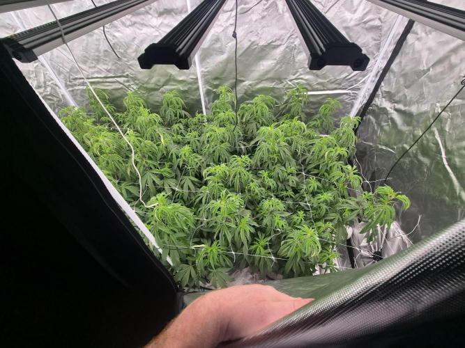 Blue sunset sherbet cuttings. Week 8