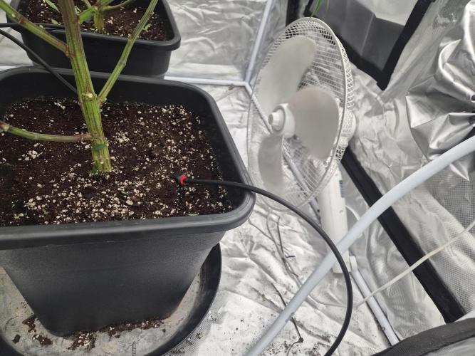 Blue sunset sherbet cuttings. Week 8