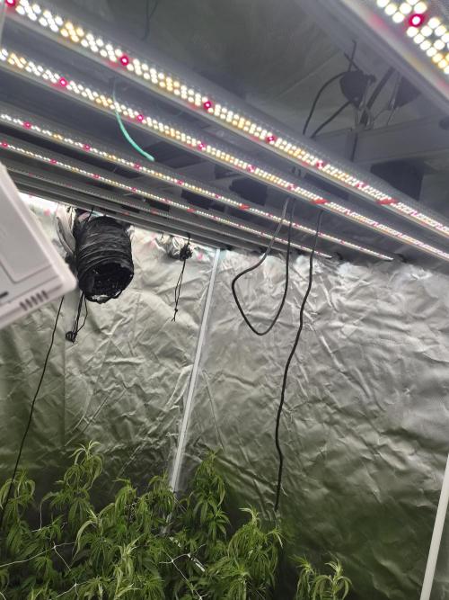 Blue sunset sherbet cuttings. Week 8