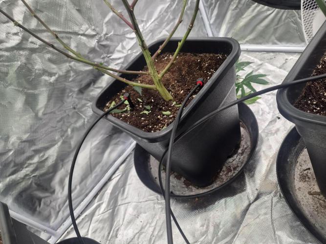 Blue sunset sherbet cuttings. Week 8