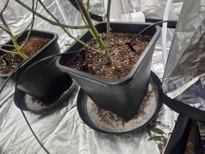 Blue sunset sherbet cuttings. Week 8