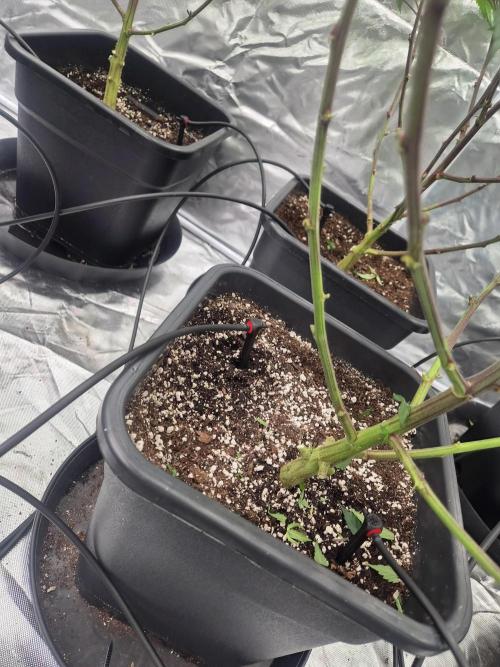 Blue sunset sherbet cuttings. Week 8
