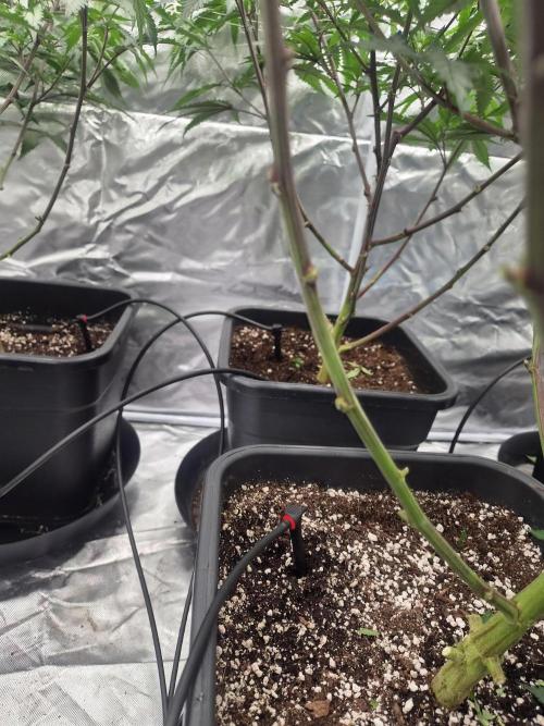 Blue sunset sherbet cuttings. Week 8