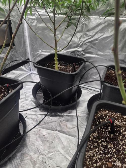 Blue sunset sherbet cuttings. Week 8