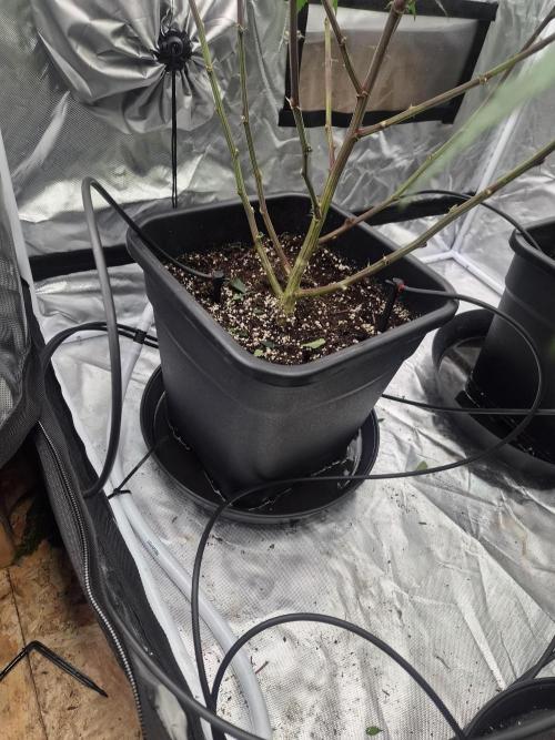 Blue sunset sherbet cuttings. Week 8