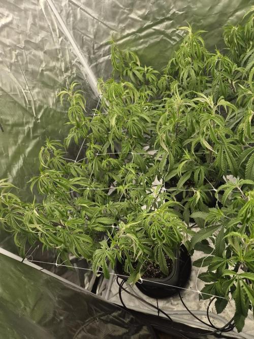 Blue sunset sherbet cuttings. Week 8