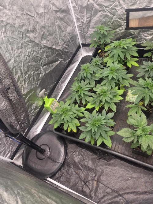 Purple stardawg and mendo breath. Week 5