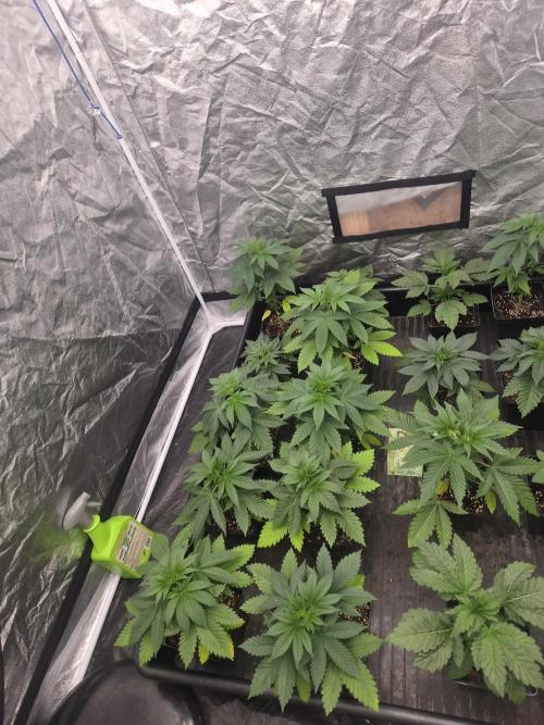 Purple stardawg and mendo breath. Week 5