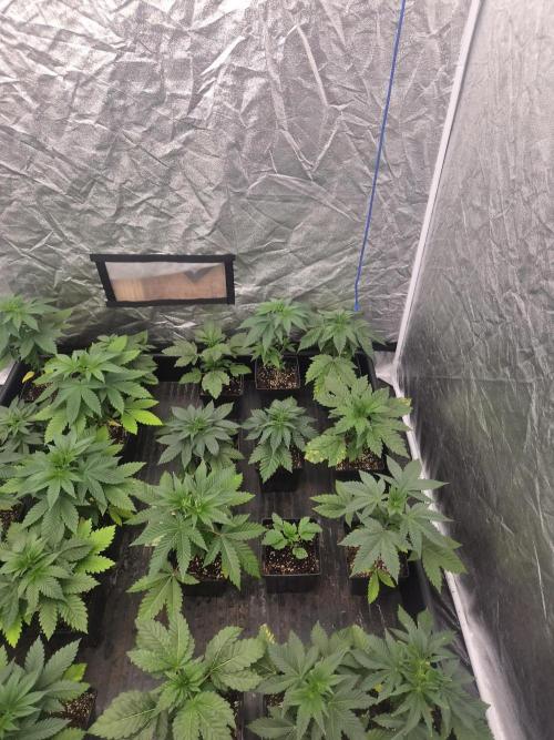 Purple stardawg and mendo breath. Week 5