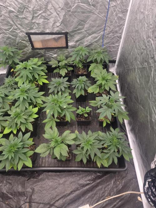 Purple stardawg and mendo breath. Week 5