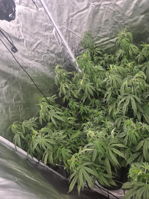 Blue sunset sherbet cuttings. Week 9