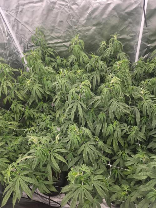 Blue sunset sherbet cuttings. Week 9