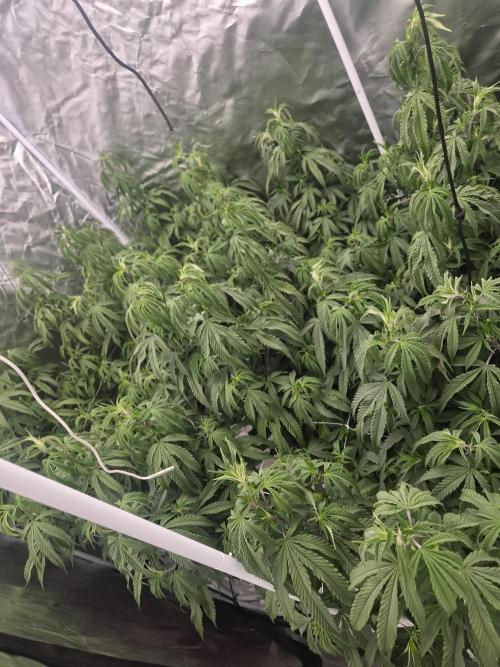 Blue sunset sherbet cuttings. Week 9
