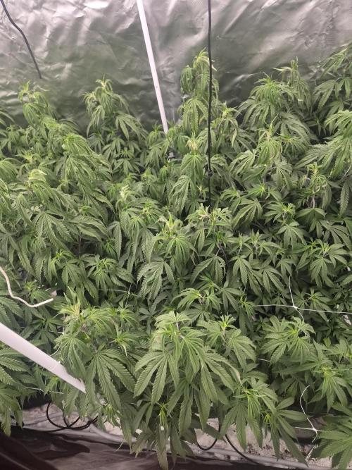 Blue sunset sherbet cuttings. Week 9