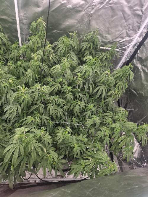 Blue sunset sherbet cuttings. Week 9
