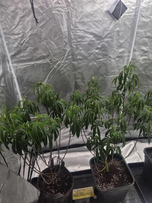 Blue sunset sherbet running for cuttings. Week 9