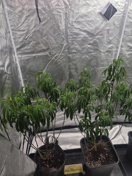 Blue sunset sherbet running for cuttings. Week 9