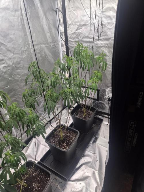 Blue sunset sherbet running for cuttings. Week 9