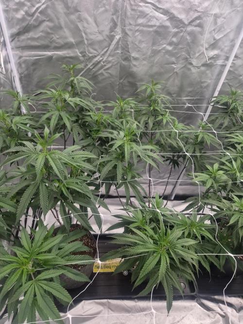 Blue sunset sherbet running for cuttings. Week 10