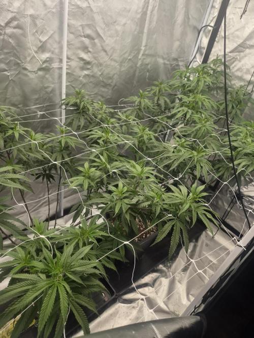 Blue sunset sherbet running for cuttings. Week 10