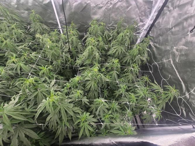 Blue sunset sherbet cuttings. Week 10