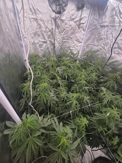 Blue sunset sherbet cuttings. Week 10
