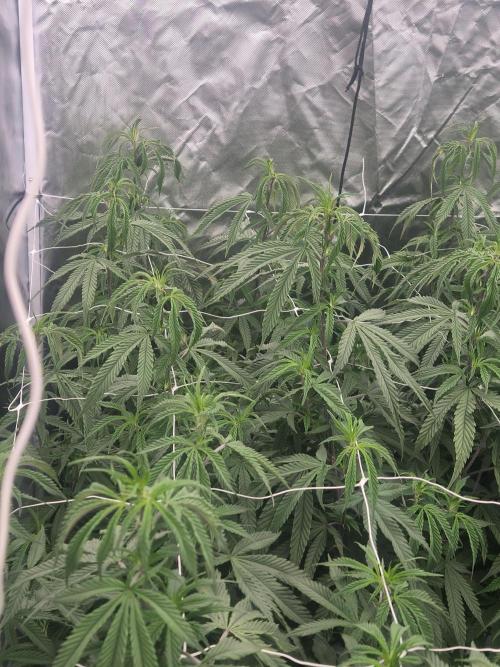 Blue sunset sherbet cuttings. Week 10