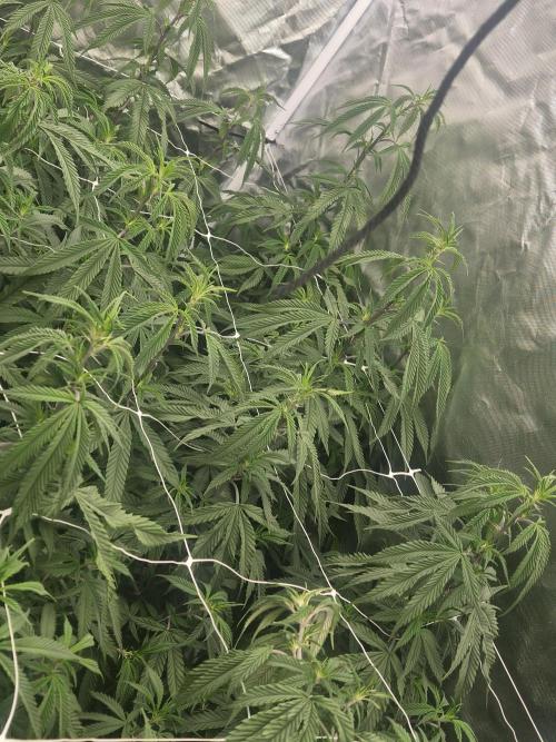 Blue sunset sherbet cuttings. Week 10