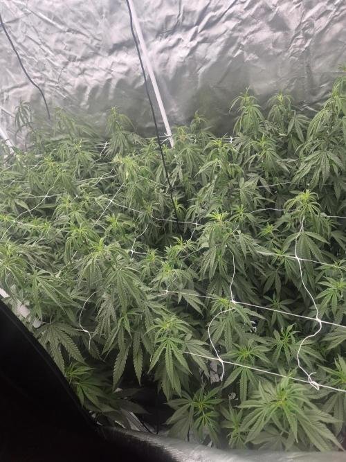 Blue sunset sherbet cuttings. Week 10