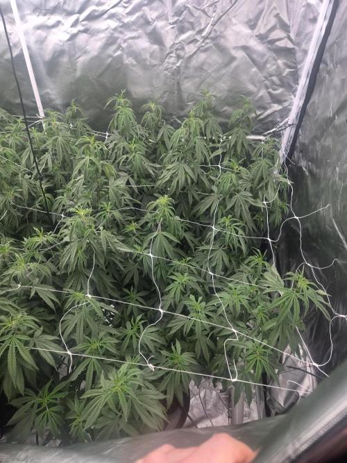 Blue sunset sherbet cuttings. Week 10