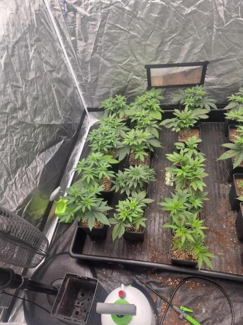 Purple stardawg and mendo breath. Week 6