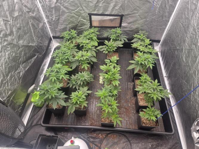 Purple stardawg and mendo breath. Week 6