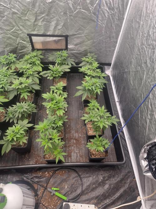 Purple stardawg and mendo breath. Week 6