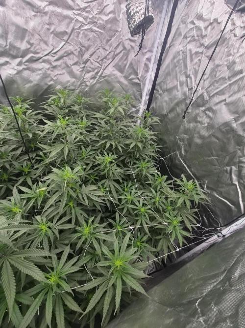 Blue sunset sherbet cuttings. Week 11