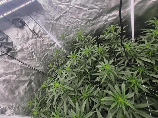 Blue sunset sherbet cuttings. Week 11