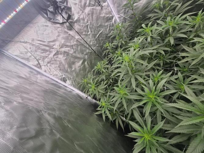 Blue sunset sherbet cuttings. Week 11