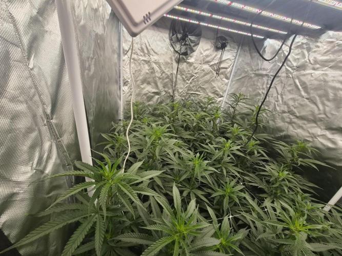 Blue sunset sherbet cuttings. Week 11