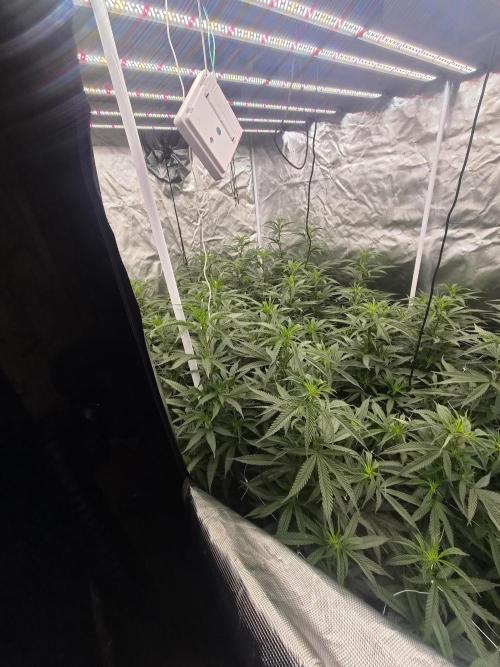 Blue sunset sherbet cuttings. Week 11