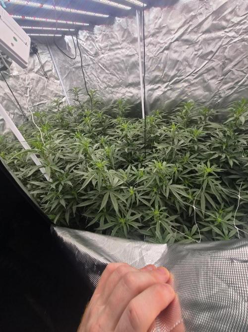 Blue sunset sherbet cuttings. Week 11