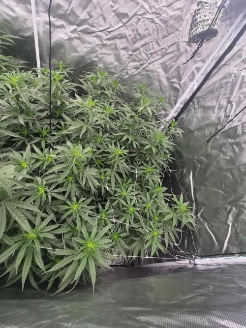 Blue sunset sherbet cuttings. Week 11