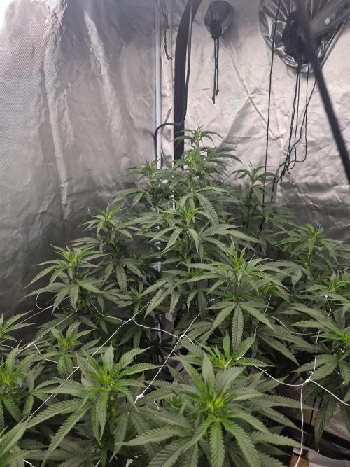 Blue sunset sherbet running for cuttings. Week 11