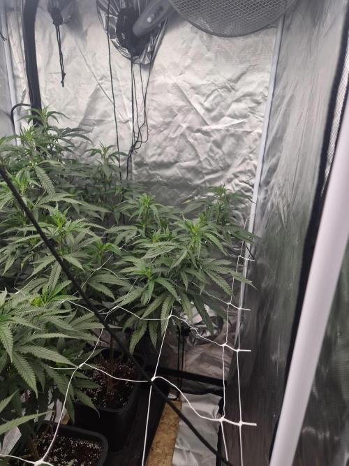 Blue sunset sherbet running for cuttings. Week 11