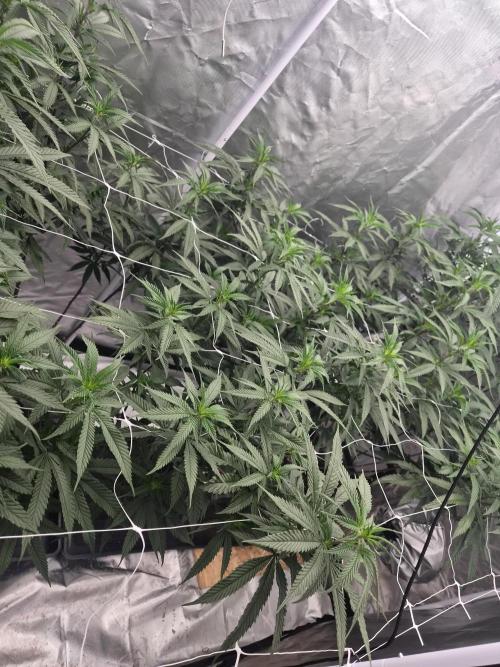 Blue sunset sherbet running for cuttings. Week 11